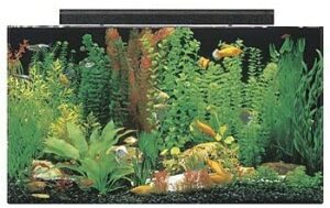 SeaClear Acrylic Aquarium 鱼缸
